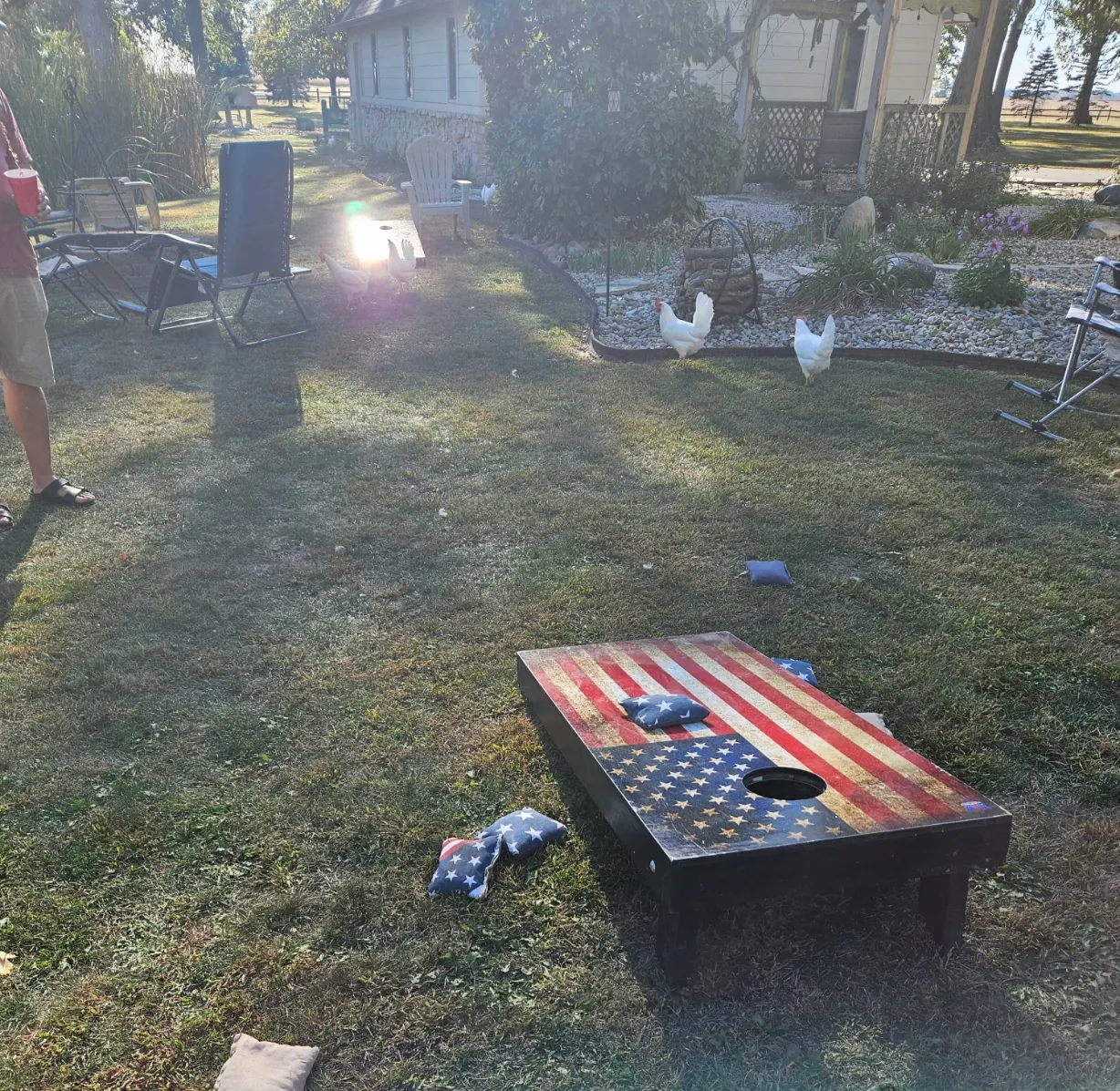 An American-flag cornhole board on the sunny lawn with bean bags scattered and chickens wandering past.